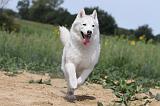 SIBERIAN HUSKY 092